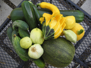 squash