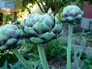artichoke-harvest
