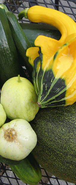 Squash E1335233095284