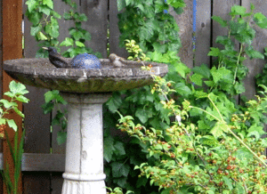 birds-bath