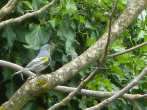 birds-branch