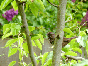 birds-fig