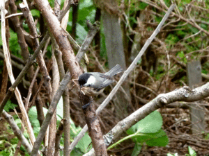 birds-nesting