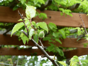 early-apricot
