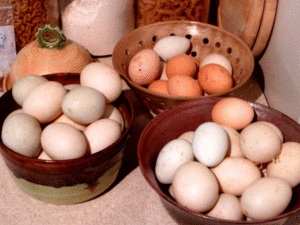 eggs-eggs-eggs