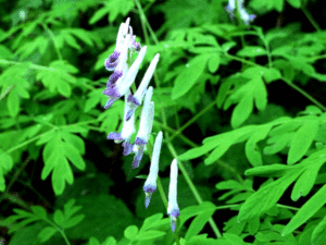 Corydalis