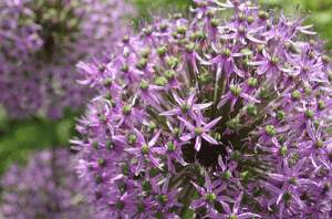 Flowering Allium
