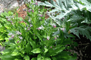 comfrey
