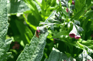 comfrey-bees