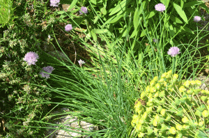 North side chives