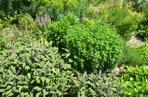 West side: purple sage, echinacea, oregano