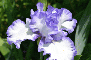 iris