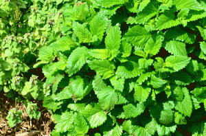 lemon-balm