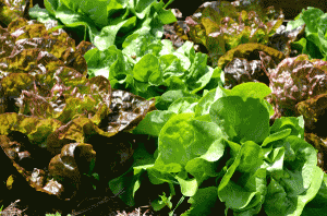 Buttercrunch and Merveille des Quatre Saisons lettuces