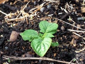 potato-emerging
