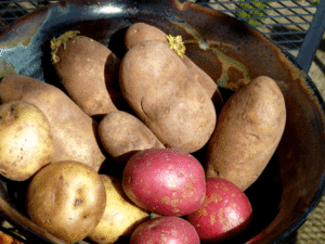 potatoes