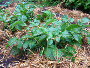 potatoes-mulched