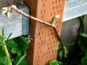 propagation-sprouting