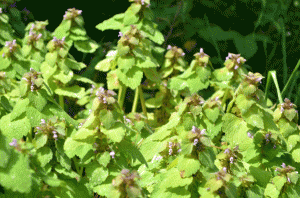 red-deadnettle