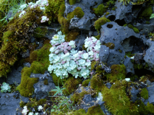 succulent