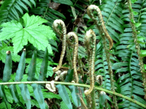 swordfern