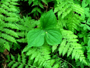 trillium