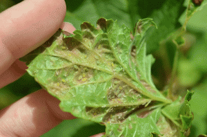 My continual battle with aphids