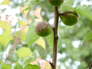apricot-fruit