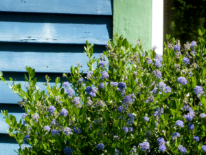 fopo-ceanothus