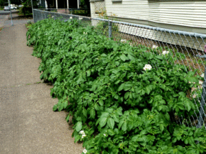 fopo-potatoes