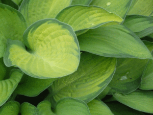 Hostas that need to be moved. The ducks devoured them soon after this photo was taken.