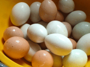 eggs-boiled