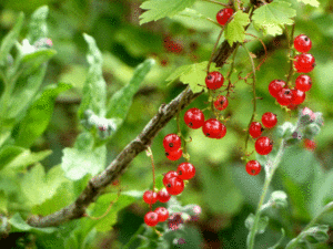 june-currants