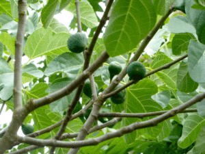 june-figs