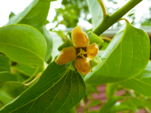 Asian persimmon flower