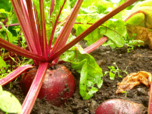 Over-wintering beets