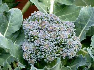 Over-wintering broccoli
