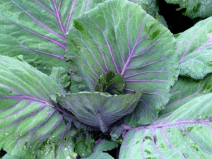 Winter cabbage - as pretty as it is delicious!