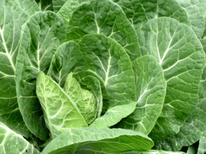 Over-wintering collards