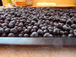 aronia-freezing