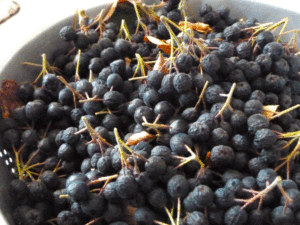 aronia-haul