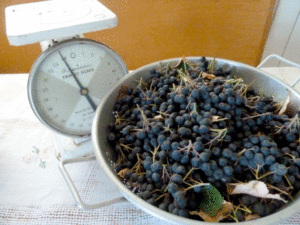 aronia-scale