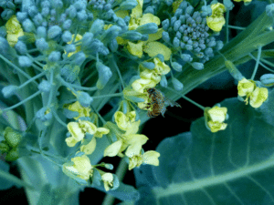 broccoli-bee
