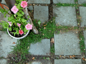 patio-thyme