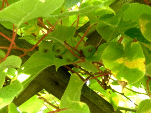 pergola-kiwi