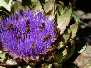artichoke-bees