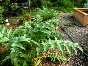 artichoke-hedge
