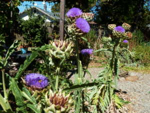 artichoke-high