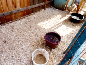 Feed in the white bucket, clean drinking water in the red bucket, & clean swimming pool in the back corner
