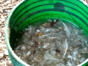 Dirty water gets transferred to buckets for pouring into the garden